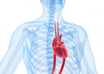 Archaeologist Receiver Breathing Ateromatoza aortică | Cardiologie | Ghid de boli