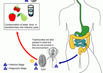 Structura și reproducerea giardiei, Giardia type de reproducere