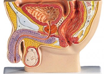 Uretra masculină – Anatomie și Fiziologie – alsceva.ro